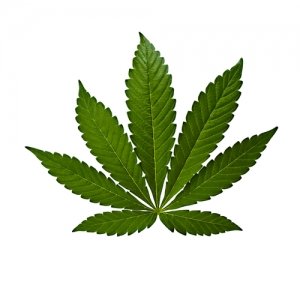 Cannabis Indica blad